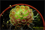 DSC_4647_nEO_IMG Pinguicula Florian