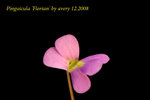 Pinguicula Florian