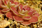 Pinguicula Florian 1