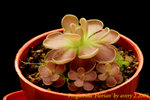 Pinguicula Florian 1