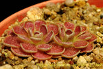 Pinguicula Florian 2