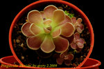 Pinguicula Florian 2