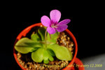 Pinguicula 'L'Hautil' 1