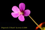 Pinguicula 'L'Hautil'  2
