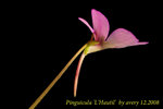 Pinguicula 'L'Hautil'  3