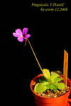 Pinguicula 'L'Hautil' 4