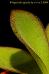 Pinguicula agnata 1