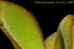 Pinguicula agnata 2
