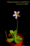 Pinguicula agnata scented flower 1