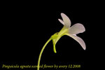 Pinguicula agnata scented flower 2