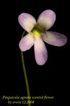 Pinguicula agnata scented flower 3