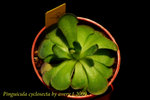Pinguicula cyclosecta 1