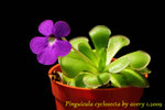 Pinguicula cyclosecta 1