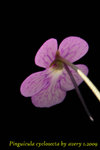 Pinguicula cyclosecta 2