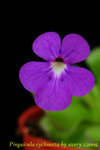 Pinguicula cyclosecta 3