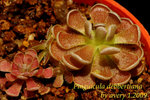 Pinguicula debbertiana