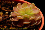 Pinguicula debbertiana