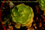 Pinguicula debbertiana white flowers
