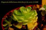 Pinguicula debbertiana white flowers 2