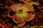 Pinguicula ehlersiae