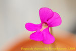 Pinguicula ehlersiae Big Flower 1i