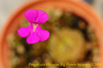 Pinguicula ehlersiae Big Flower 2
