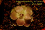 Pinguicula ehlersiae f St Gertrudis