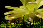 Pinguicula ehlersiae grown by Noel 1