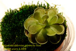 Pinguicula ehlersiae grown by Noel 2