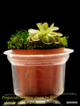Pinguicula ehlersiae grown by Noel 3