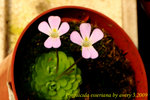 Pinguicula esseriana