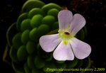Pinguicula esseriana 1