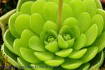 Pinguicula esseriana 2