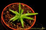 Pinguicula gypsicola 1