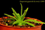 Pinguicula gypsicola 2