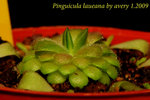Pinguicula laueana 1