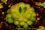 Pinguicula laueana 2