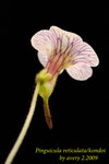 Pinguicula reticulata kondoi 1