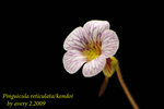Pinguicula reticulata kondoi 2