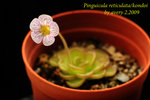 Pinguicula reticulata kondoi  3