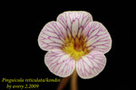Pinguicula reticulata kondoi 4