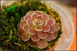 nEO_IMG_DSC_7860