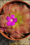DSC_1590_nEO_IMG Pinguicula 'Sethos'