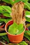 Platycerium elephantotis