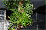 nEO_IMG_DSC_7379