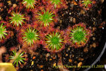 Pygmy Drosera 1