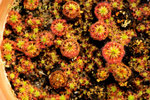 Pygmy Drosera 2