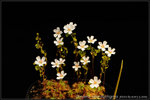 nEO_IMG_DSC_8204