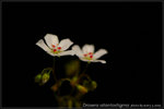 nEO_IMG_DSC_8207