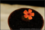 nEO_IMG_DSC_8227